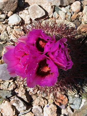 Cactus flower eye candy!