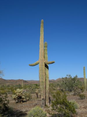 'Welcoming" Saguaro