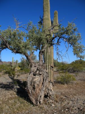 Nurse Tree