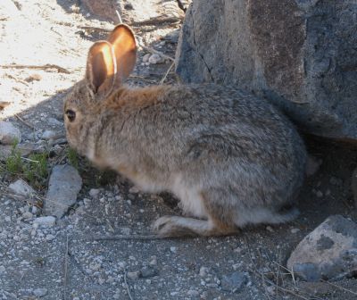 Lots of animals are still around, besides this bunny we saw a collared lizard and many birds.
