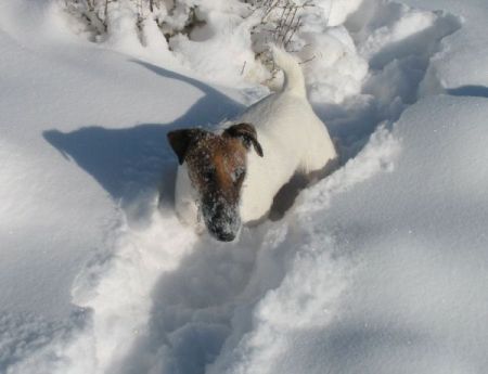 Mavrik practically buried in the snow!