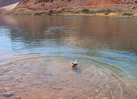 Mavrik swimming in the Colorado.