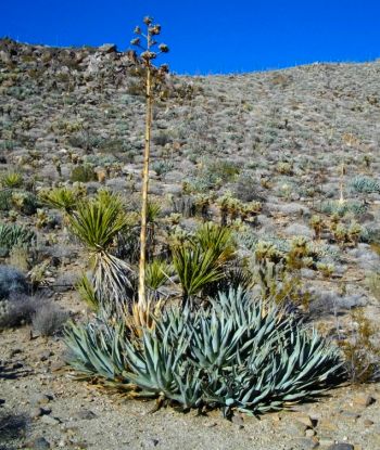 Agave and Yucca were important resources for the Kumeyaay.